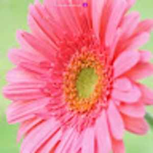 Meet your Posher, Amelia